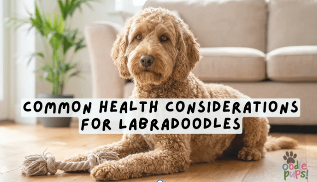 Common Health Considerations for Labradoodles